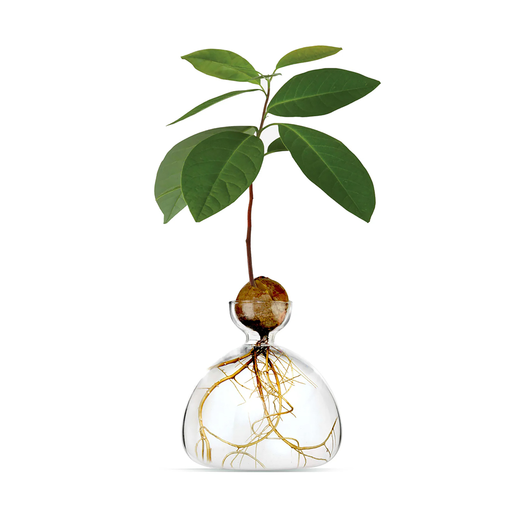 Avocado vase